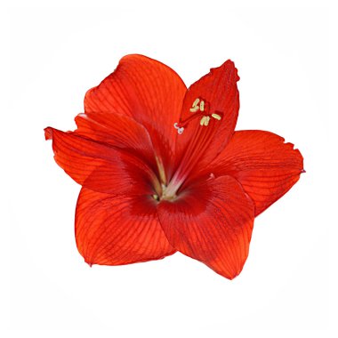 Beyaz bir arka plan üzerinde izole güzel kırmızı çiçek