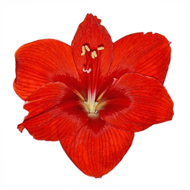 Beyaz bir arka plan üzerinde izole güzel kırmızı çiçek