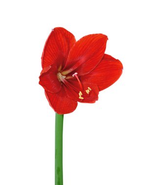 Beyaz bir arka plan üzerinde izole güzel kırmızı çiçek