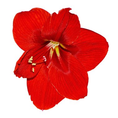 Beyaz bir arka plan üzerinde izole güzel kırmızı çiçek