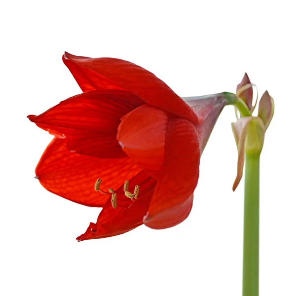 Hermosa flor roja aislada sobre un fondo blanco —  Fotos de Stock