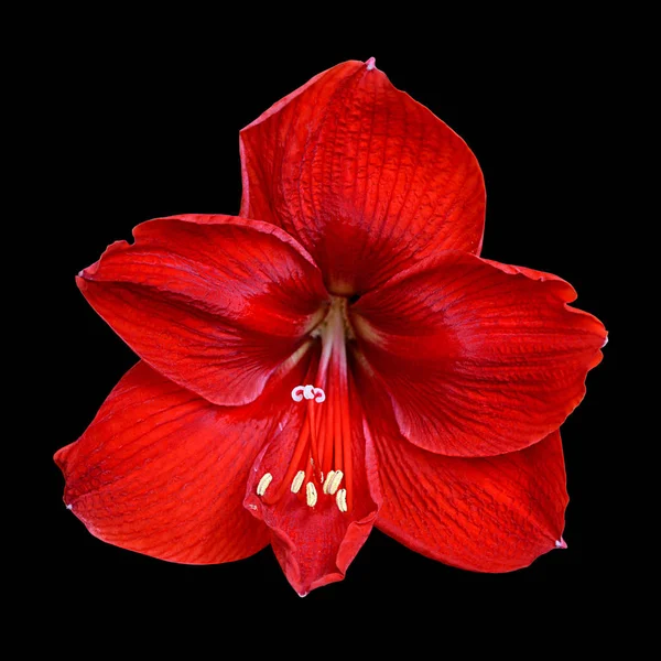 Beautiful red flower isolated on a black background — Stock Photo, Image