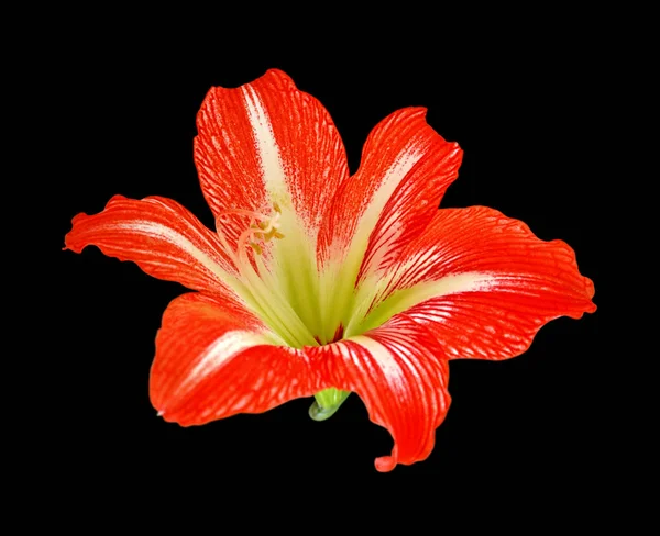 Beautiful red flower isolated on a black background — Stock Photo, Image