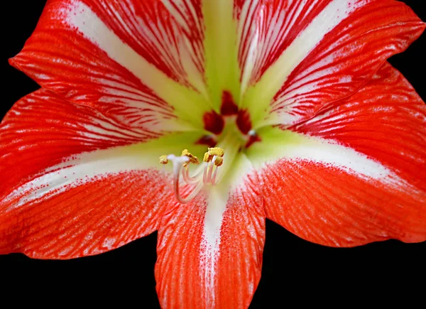 Schöne rote Blume isoliert auf schwarzem Hintergrund — Stockfoto