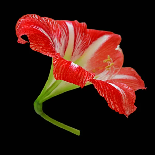 Bela flor vermelha isolada em um fundo preto — Fotografia de Stock