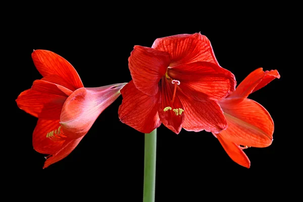 Beautiful red flower isolated on a black background