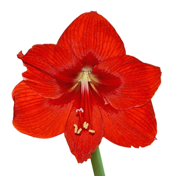 Beautiful red flower isolated on a white background — Stock Photo, Image