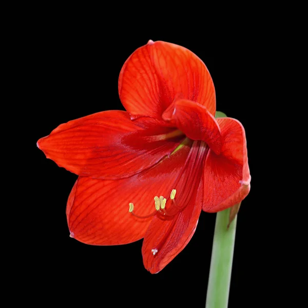 검은 배경에 고립 된 아름다운 빨간 꽃 — 스톡 사진