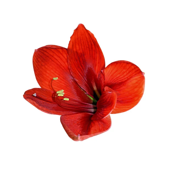 Beyaz bir arka plan üzerinde izole güzel kırmızı çiçek — Stok fotoğraf