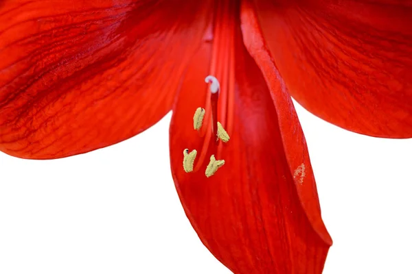 Schöne rote Blume isoliert auf weißem Hintergrund — Stockfoto