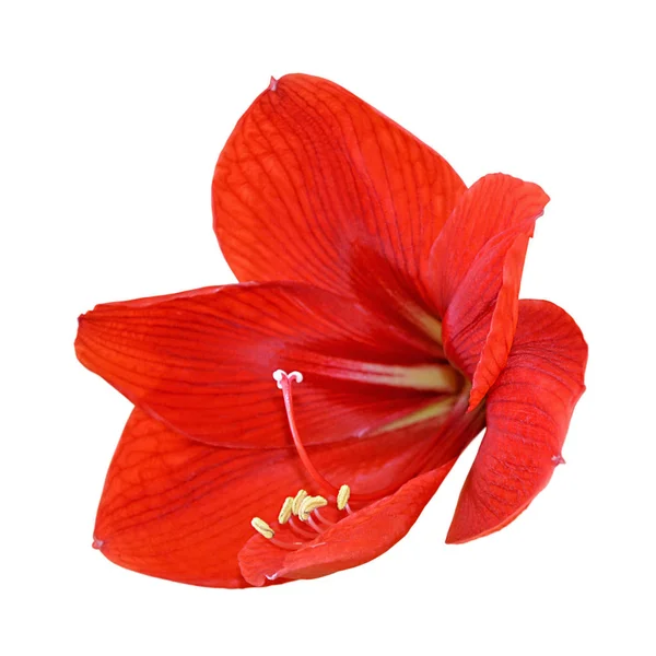 Hermosa flor roja aislada sobre un fondo blanco — Foto de Stock