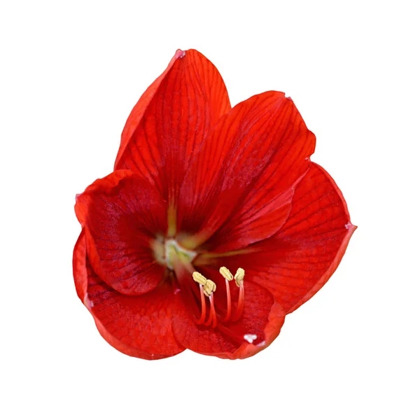 Beautiful red flower isolated on a white background — Stock Photo, Image