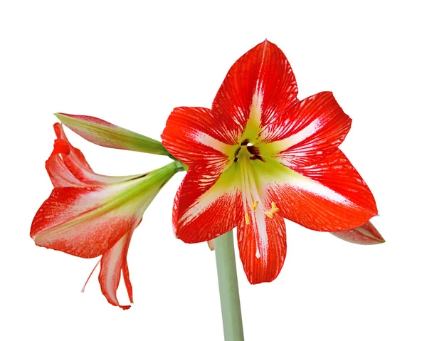 Beautiful red flower isolated on a white background