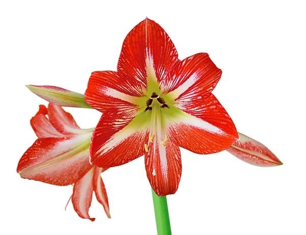 Bellissimo fiore rosso isolato su uno sfondo bianco — Foto Stock