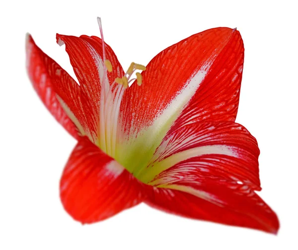 Hermosa flor roja aislada sobre un fondo blanco —  Fotos de Stock