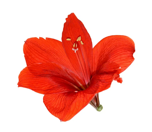Krásný červený květ izolovaných na bílém pozadí — Stock fotografie