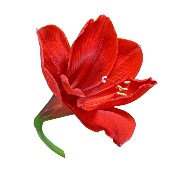 Bela flor vermelha isolada em um fundo branco — Fotografia de Stock