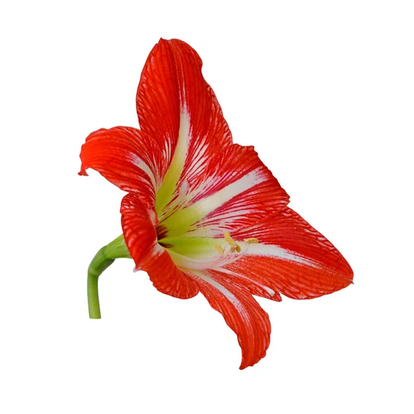 Beautiful red flower isolated on a white background — Stock Photo, Image