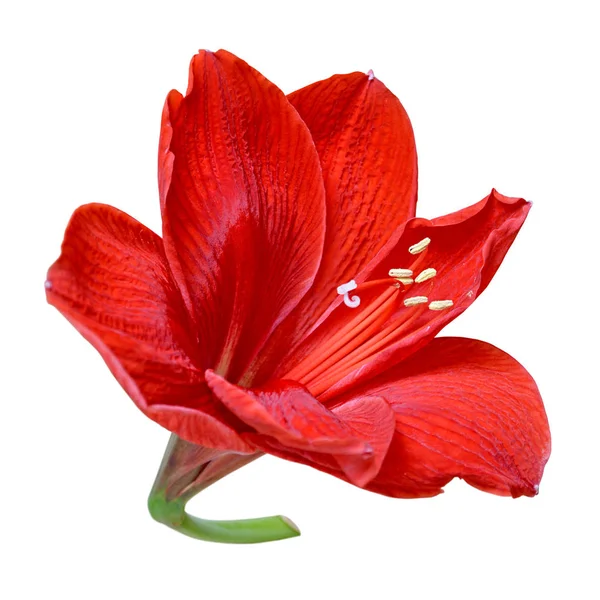 Beyaz bir arka plan üzerinde izole güzel kırmızı çiçek