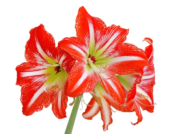 Bela flor vermelha isolada em um fundo branco — Fotografia de Stock