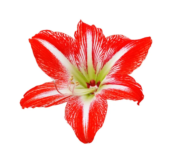 Beautiful red flower isolated on a white background — Stock Photo, Image