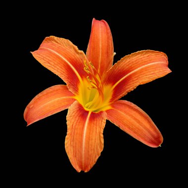 Güzel turuncu zambak siyah bir arkaplanda izole edilmiş.