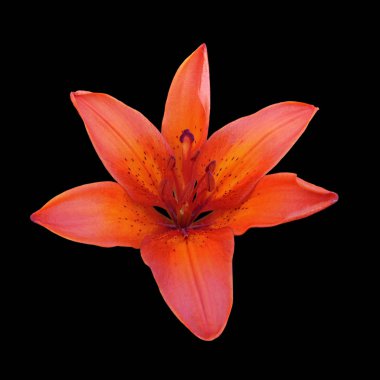 Güzel turuncu zambak siyah bir arkaplanda izole edilmiş.