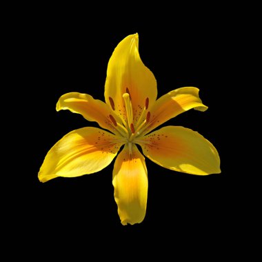 Güzel sarı zambak siyah bir arka plan üzerinde izole