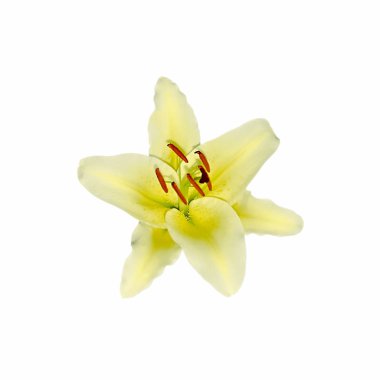 Beyaz bir arka plan üzerinde izole güzel sarı zambak çiçek