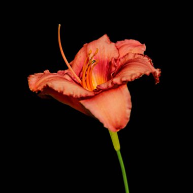 Güzel turuncu zambak çiçek siyah bir arka plan üzerinde izole