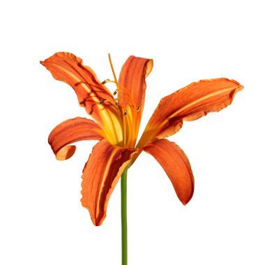 Güzel turuncu zambak beyaz bir arka plan üzerinde izole