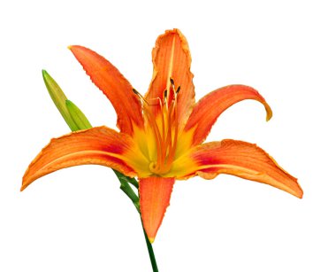 Güzel turuncu zambak beyaz bir arka plan üzerinde izole