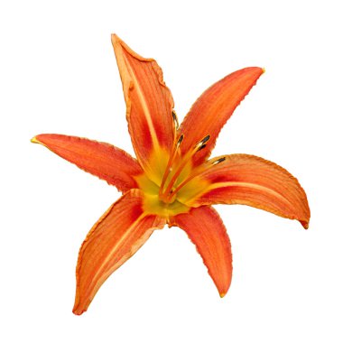 Güzel turuncu zambak beyaz bir arka plan üzerinde izole