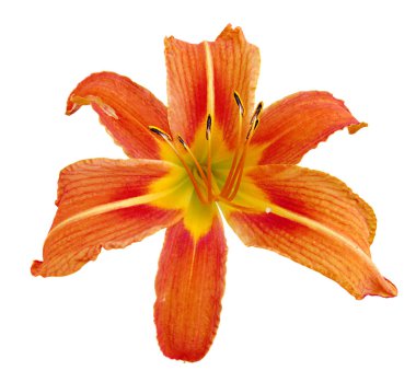 Güzel turuncu zambak beyaz bir arka plan üzerinde izole