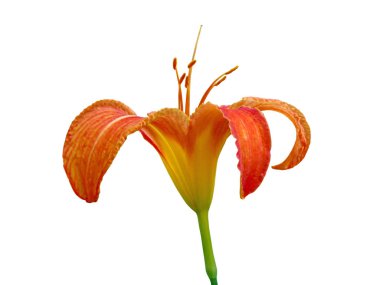 Güzel turuncu zambak beyaz bir arka plan üzerinde izole