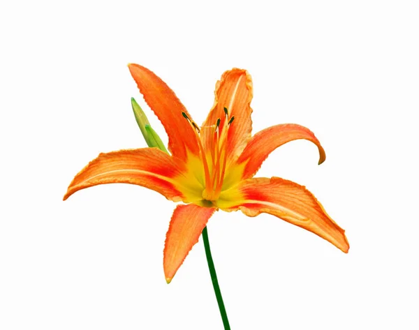 Beautiful orange lily isolated on a white background — Stock Photo, Image