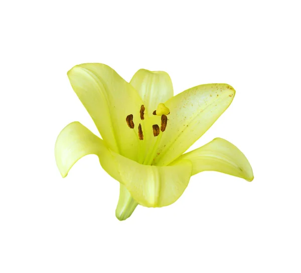 Lírio amarelo bonito isolado em um fundo branco — Fotografia de Stock