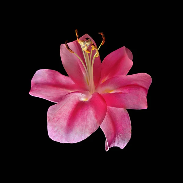 Beautiful pink lily isolated on a black background