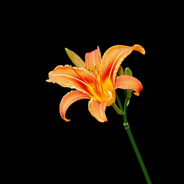 Beautiful orange lily isolated on a black background