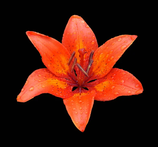 Beautiful orange lily isolated on a black background