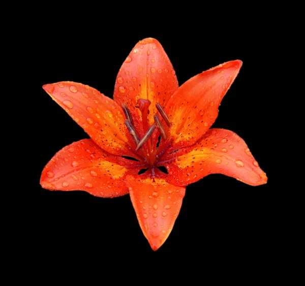 Beautiful orange lily isolated on a black background