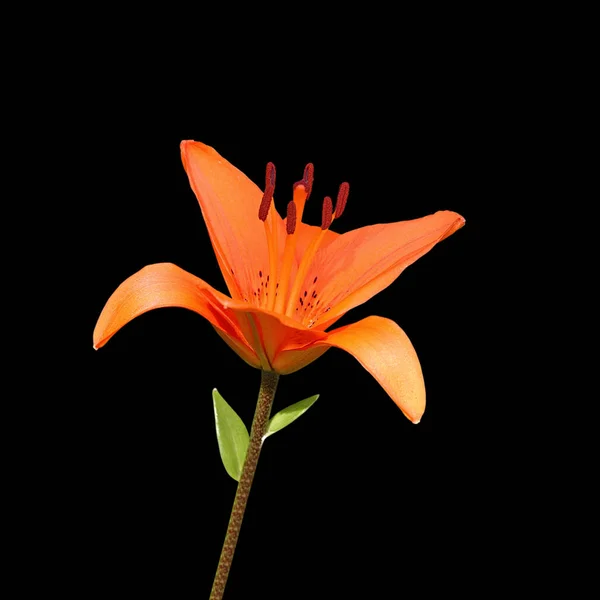 Beautiful orange lily isolated on a black background