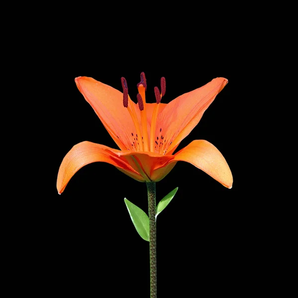 Beautiful orange lily isolated on a black background — Stock Photo, Image
