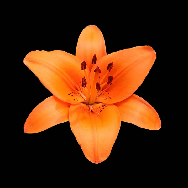 Beautiful orange lily isolated on a black background