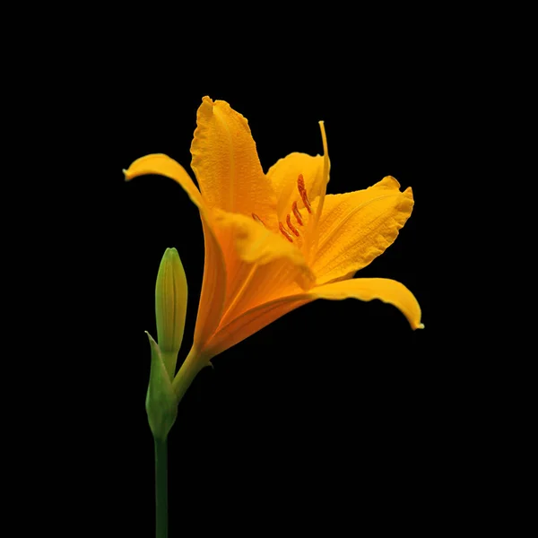 Beautiful yellow lily isolated on a black background — Stock Photo, Image
