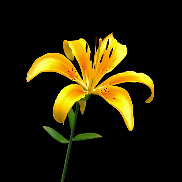 Beautiful yellow lily isolated on a black background — Stock Photo, Image