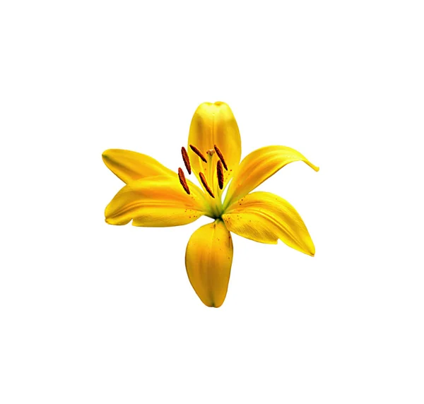 Beyaz bir arka plan üzerinde izole güzel sarı zambak çiçek — Stok fotoğraf