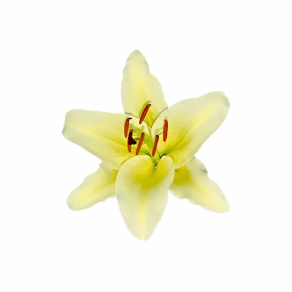 Linda flor de lírio amarelo isolado em um fundo branco — Fotografia de Stock
