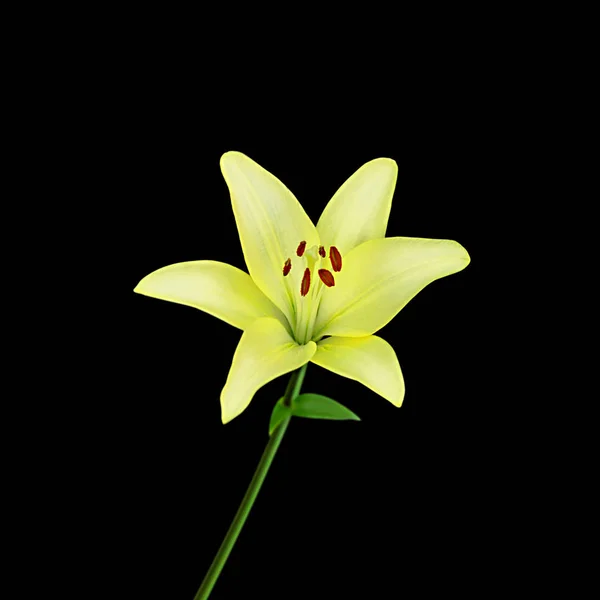 美丽的黄色百合花孤立在黑色背景 — 图库照片