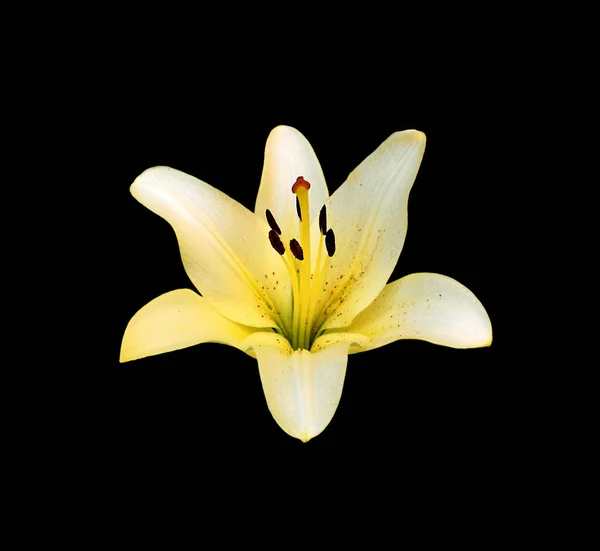 Lírio amarelo bonito isolado em um fundo preto — Fotografia de Stock